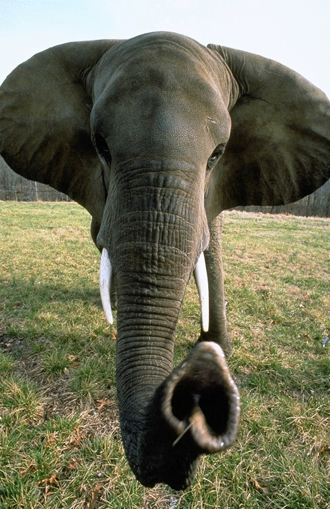 Elephant trunk